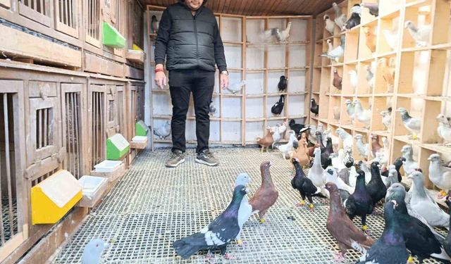 Memurluğu geride bırakıp güvercin yetiştiriciliğiyle hayatını sürdürüyor