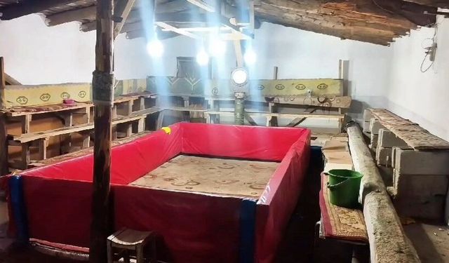 Muş'ta horoz dövüşü organize eden 23 kişi hakkında ceza verildi