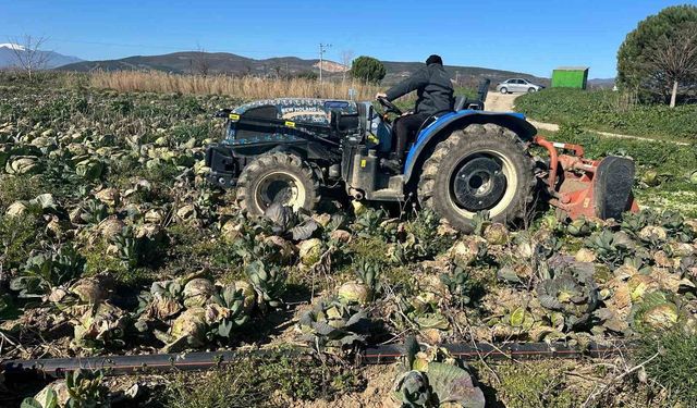 Pazar fiyatı 70 lira ama tarlada milyonlarca lahana yok oluyor: Üreticiler Tarım Kredi'ye seslendi