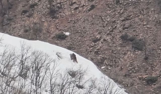 Pülümür Vadisi'nde Eğlenceli Anlar Geçiren Ayılar Görüntülendi