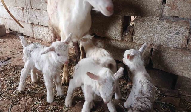 Saanen Keçisi Dördüz Yavruladı, Yetiştiricisi Mutlu