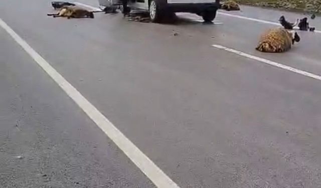 Şanlıurfa'da araç koyun sürüsüne çarptı: 10 koyun hayatını kaybetti