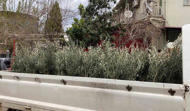 Sarıgöl'de Trilye Zeytin Fidanlarına Büyük İlgi