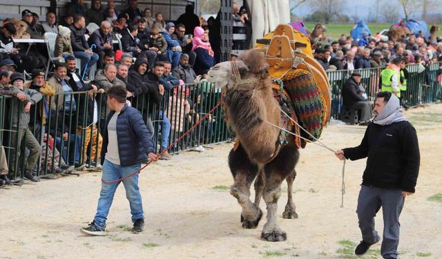 Saruhanlı'da Deve Güreşleri Festivali'ne Binlerce Ziyaretçi Katıldı