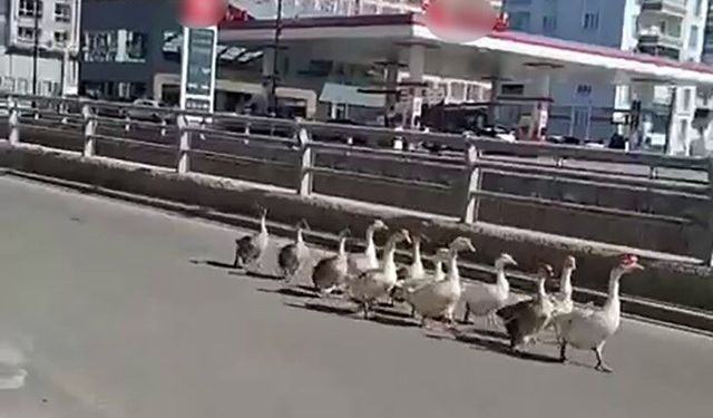 Sivas'ta Kazların Trafikteki Yürüyüşü İlginç Anlar Yarattı