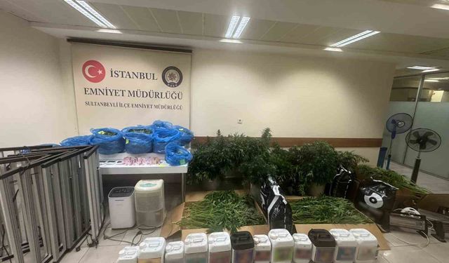 Sultanbeyli'de Kenevir Serasına Operasyon: 21 Kilo Hint Keneviri Ele Geçirildi