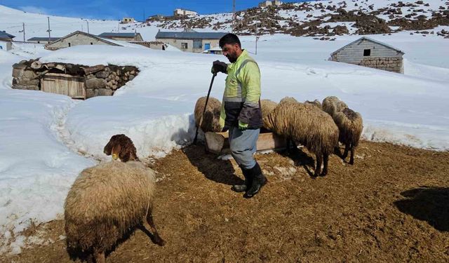 Süphan Dağı'nın eteklerindeki zorlu hayvancılık mücadelesi