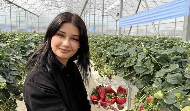 Tarsus'ta Topraksız Tarım ile İlk Çilek Hasadı Gerçekleştirildi