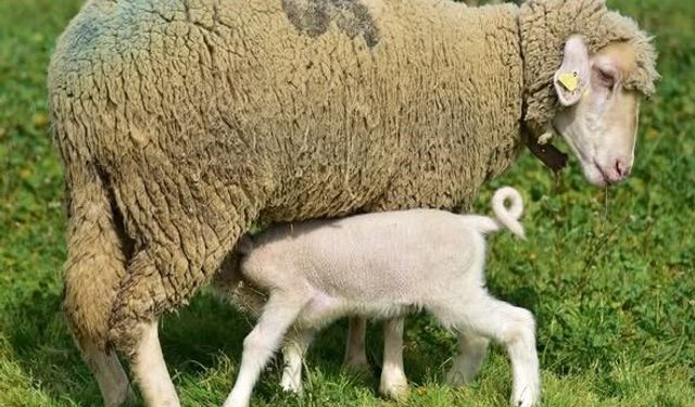 Üniversitenin Yavru Kuzuları Anne Koyunlarıyla Buluştu