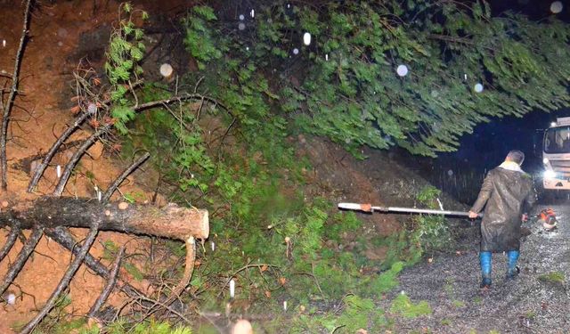 Yağışlar Ağaçları Yıktı, Yol Hızla Yeniden Açıldı