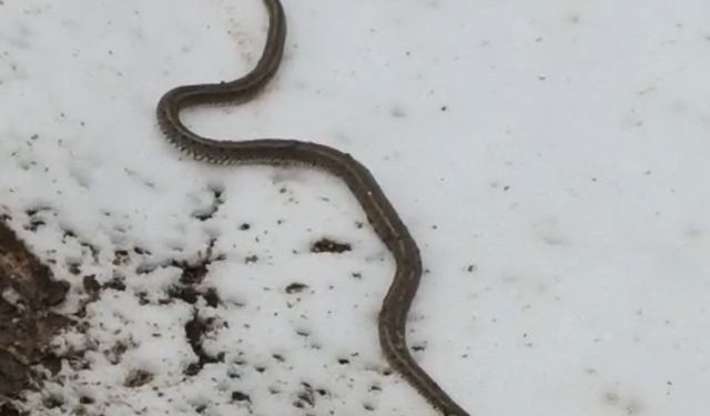 Yüksekova'da su hattı onarımı sırasında bir metrelik yılan bulundu
