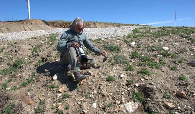17 yeni kör fare türü tanımlandı