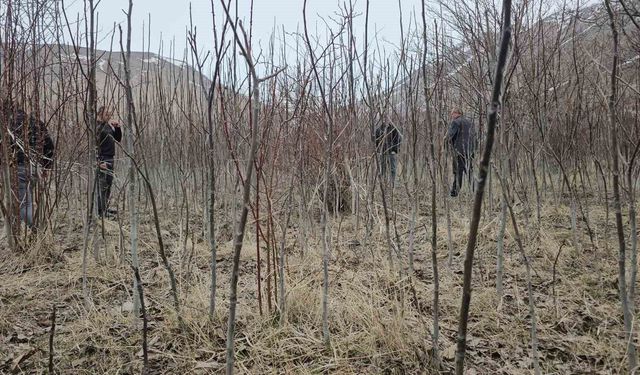 Adilcevaz Ceviz Fidanları Resmi Olarak Satışa Sunuldu