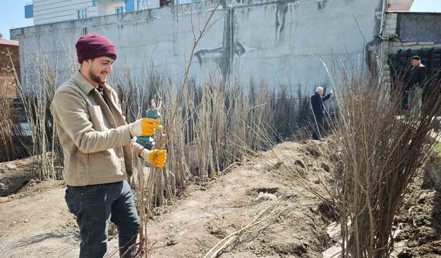 Ahlat'ta fidan satışlarına yoğun talep