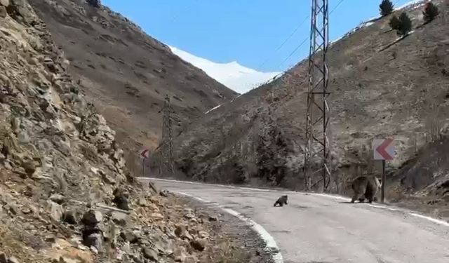 Anne ayı ve yavruları yolda görüntülendi, minik yavrunun tırmanma çabası ilgi çekti