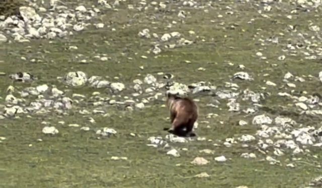 Arka ayağı kırık bozayı ormana ulaşmak için böyle mücadele etti