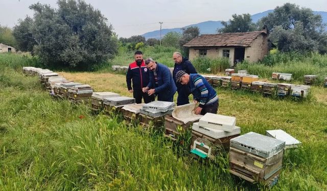 Aydın'da ana arı üretim tesisleri denetlendi