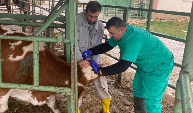 Beyşehir'de hayvan sağlığını koruma faaliyetleri