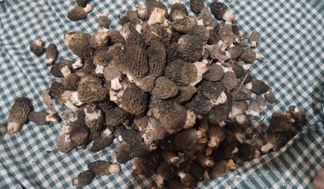 Beyşehir'de kuzugöbeği hasat zamanı