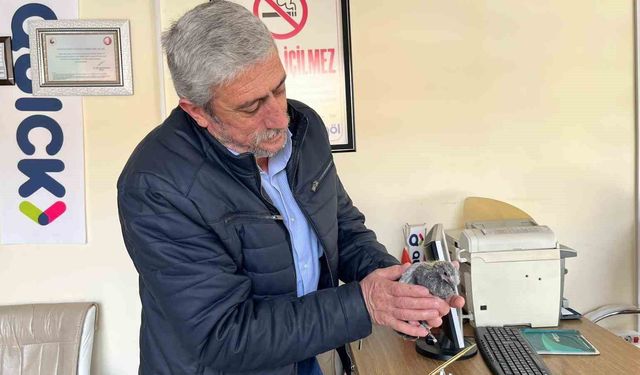 Bünyan'da düşen kuş yavrusu, esnafın desteğiyle yuvasına döndü