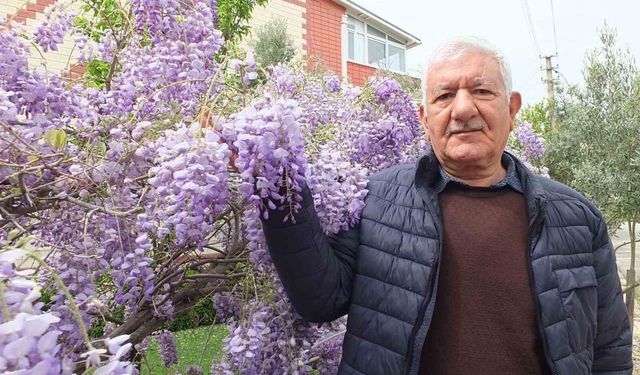 Burhaniye'de mor salkım sezonu açıldı