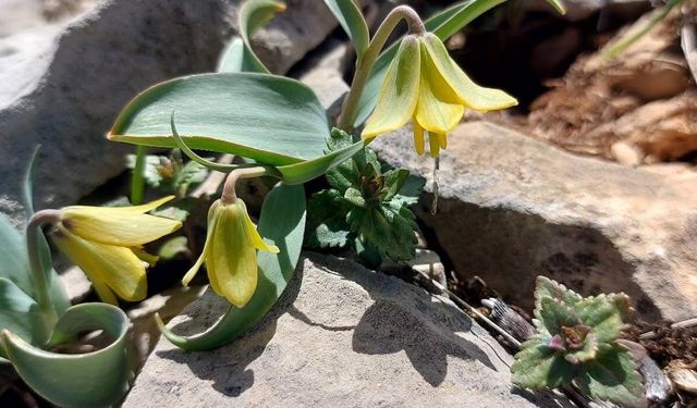 Çermik ters lalesi yeniden açtı: Doğaseverler için ender bir görüntü