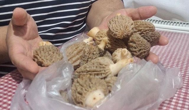 Doğanın Et Tadında Lezzeti: Kuzugöbeği Mantarları Sofralarda