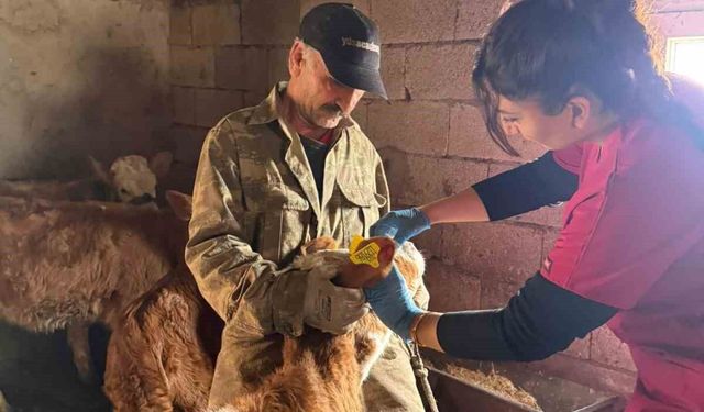 Elazığ'da Şap Aşılama Faaliyetleri Devam Ediyor