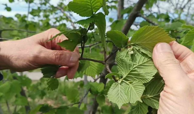 Fındıkta verim kaybı maliyetleri yükseltiyor