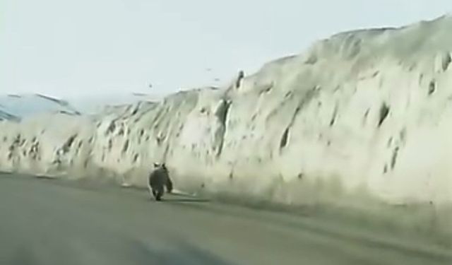 Gürpınar'da yola inen ayı, cep telefonuna yansıdı