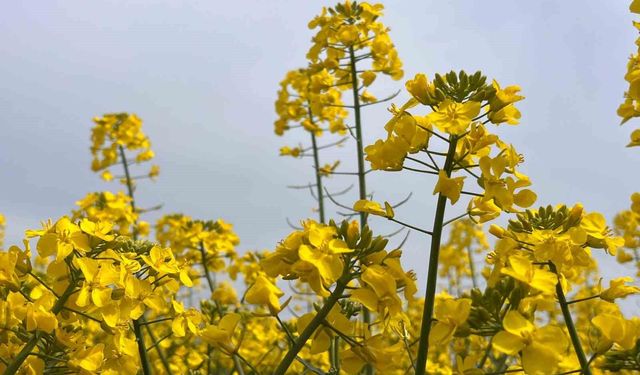 Hayrabolu'da bu yıl 21 bin dekar alanda kanola üretimi gerçekleştirildi