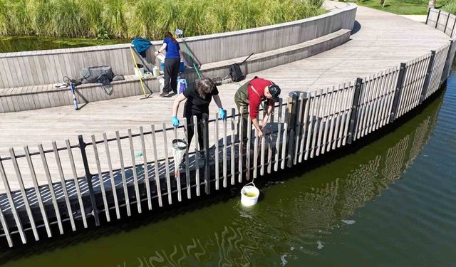 İzmit Millet Bahçesi göletinde bilimsel iyileştirme çalışmaları başladı