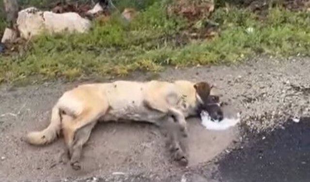 Kemerhisar'daki köpek zehirlenmesi iddiaları için valilik harekete geçti