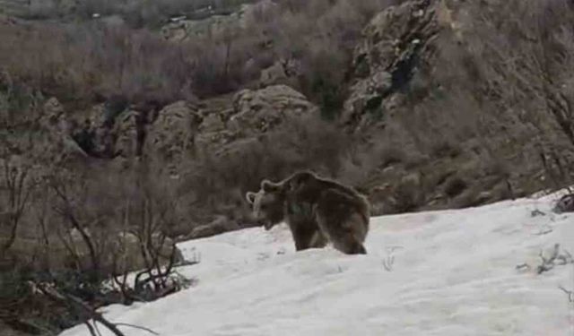 Kış uykusunu geride bırakan ayı yerleşim alanına indi