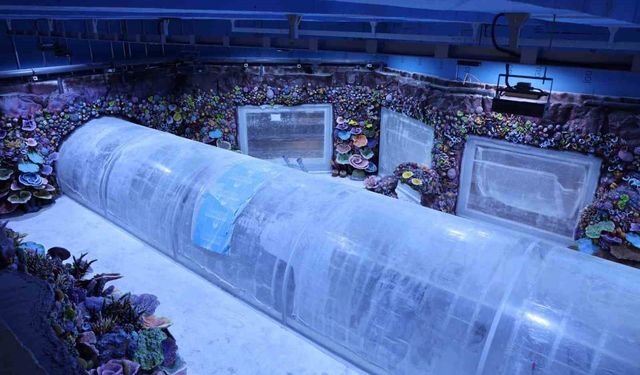 Kocaeli'de su altı serüveni başlıyor: 30 akvaryumla büyüleyici keşif