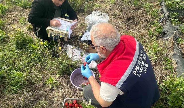 Köşk'te çilek bahçelerinde pestisit denetimi yapıldı