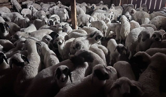 Kuzuların bahar buluşması: Anneleriyle olan o anlar