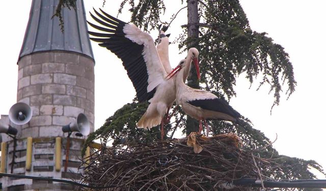 Leyleklere Özel Saygılı Köy: Elektrik Direkleri Yuvalara Dönüştü, Önlemler Alındı