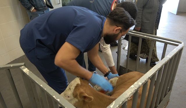 OMÜ Hayvan Hastanesi 2025'te 30 bin vaka ile yoğun hizmet verdi