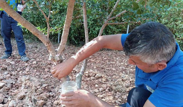 Sakız ürünleri üretiminde yenilikler yaşanıyor