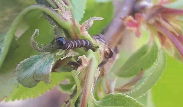 Salihli'de meyve üreticileri için alarm! Hastalık tehdidi büyüyor
