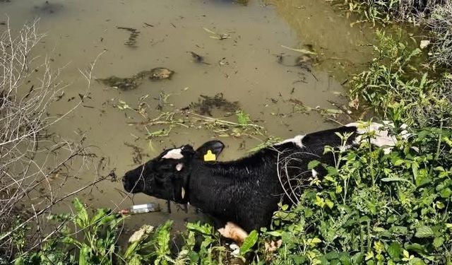 Su kanalına düşen inek itfaiye tarafından kurtarıldı
