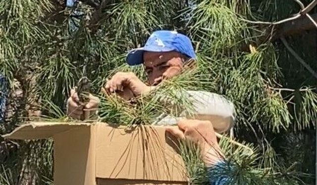 Tokat'ta çam ağacındaki arıları vatandaş ekipmansız topladı