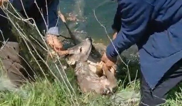 Vatandaşlar sulama kanalına düşen karacayı kurtardı