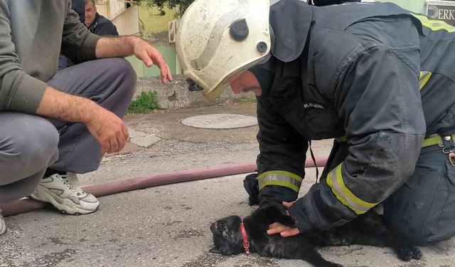 Yangında dumandan etkilenen kediyi itfaiye eri kalp masajıyla hayata döndürdü