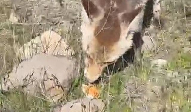 Ahlat'ta bir tilki piknikte insanla buluştu