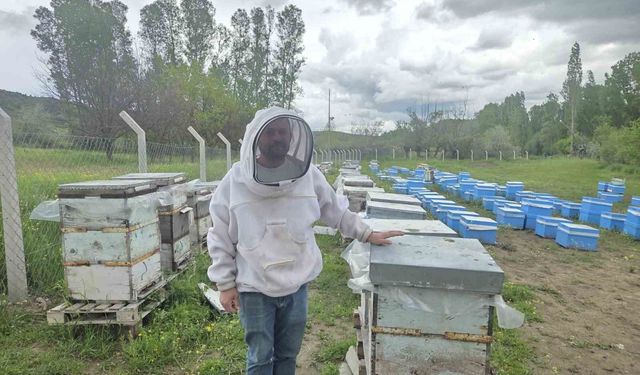 Arıcılığa Hobi Olarak Başladı, 250 Kovana Ulaştı