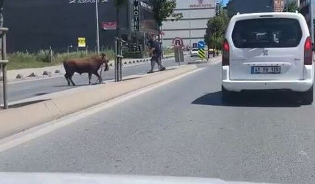 Arnavutköy'de kaçan kurbanlık dana panik yarattı