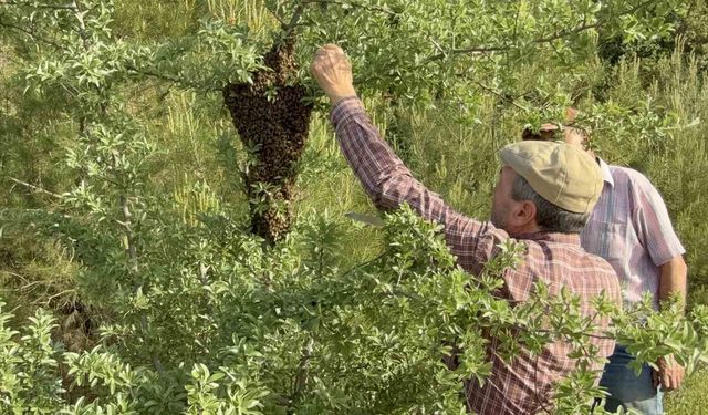 Çanakkale'de yavru arı üretimi arıcıları sevindirdi