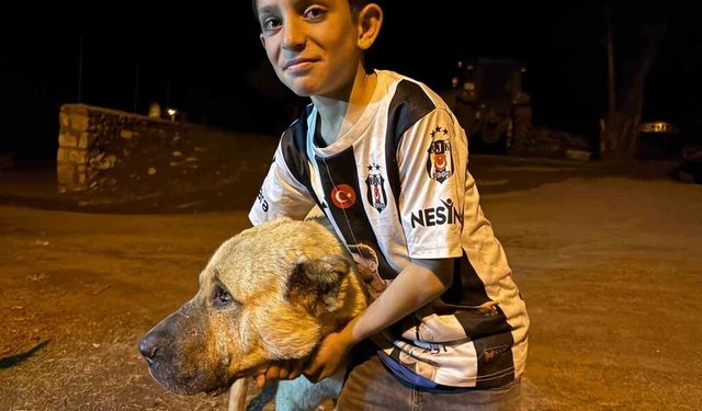 Çoban köpeği Kral, ayı saldırısında Sencar'ı kurtardı